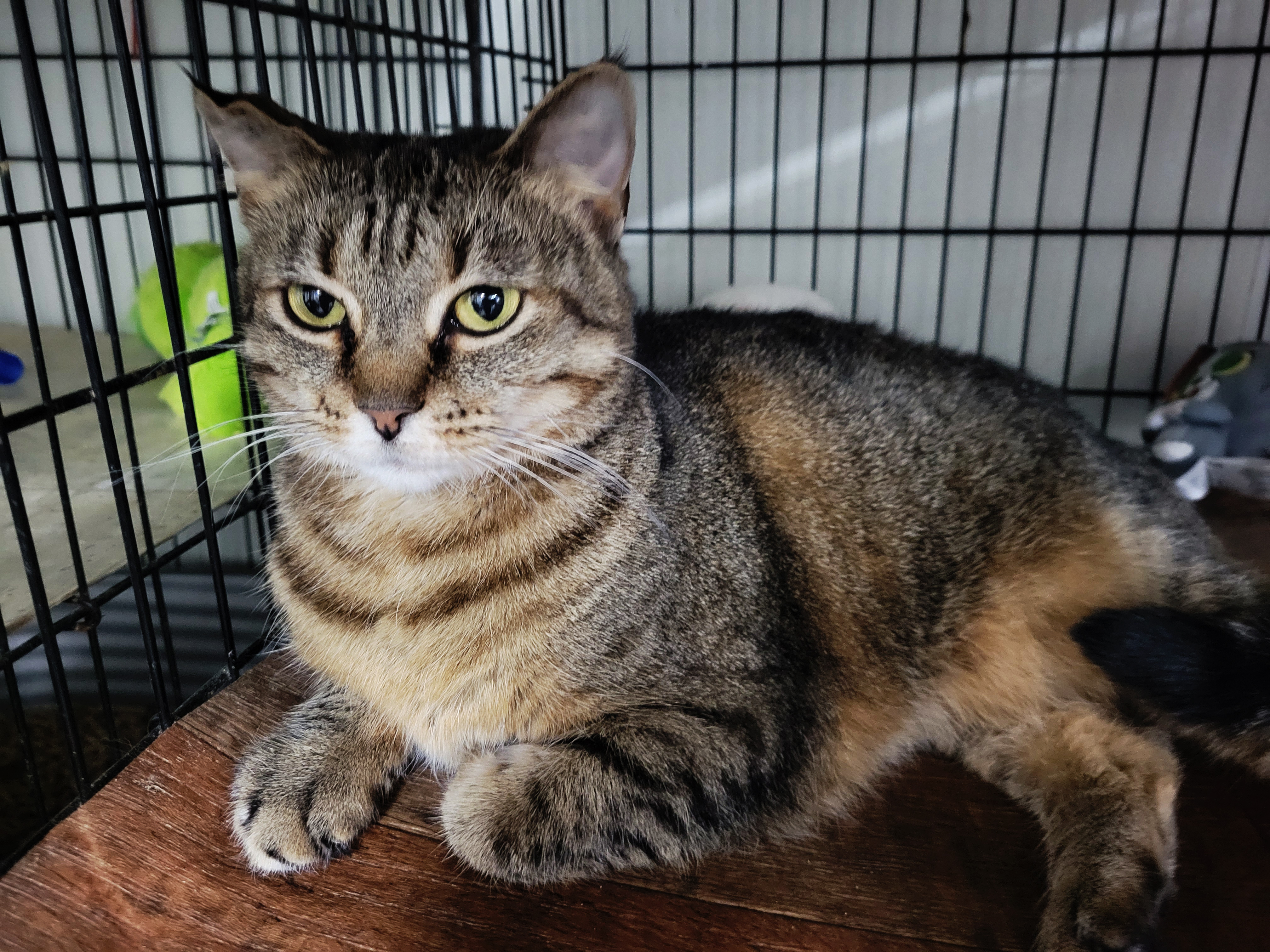 Mattie, an adoptable Torbie, Tabby in Philippi, WV, 26416 | Photo Image 1