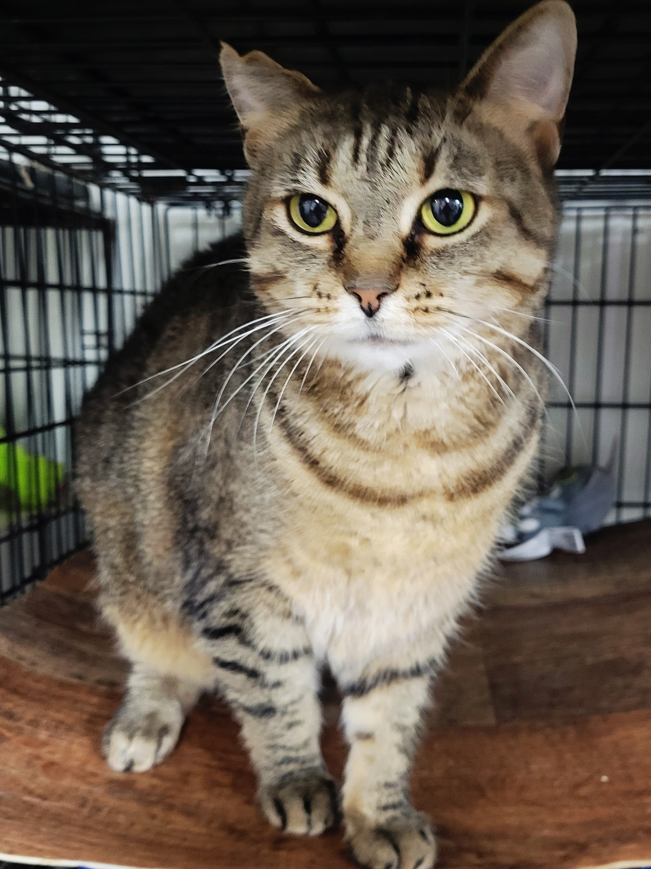 Mattie, an adoptable Torbie, Tabby in Philippi, WV, 26416 | Photo Image 2