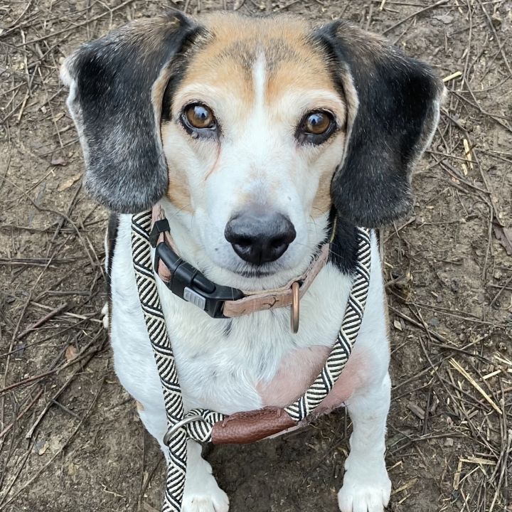 Ida, an adopted Beagle in Spencer, IN_image-1