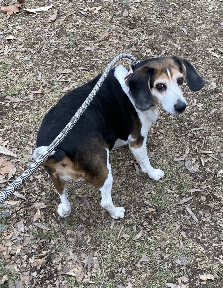 Ida, an adopted Beagle in Spencer, IN_image-2