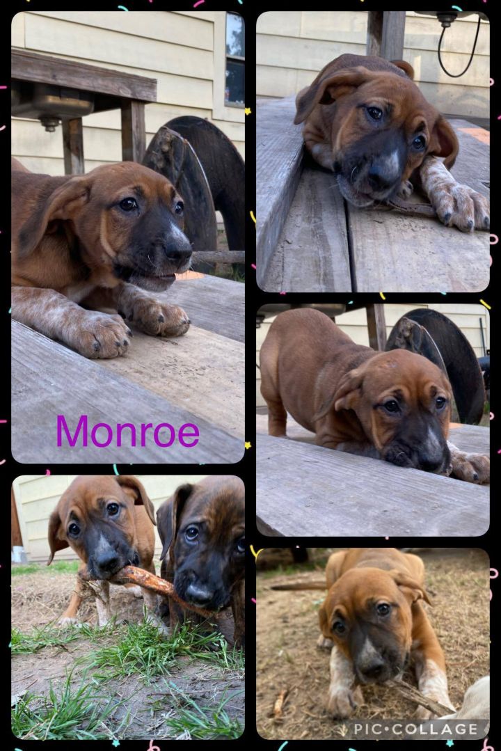 Monroe, an adopted Boxer & Hound Mix in Des Moines, WA_image-2