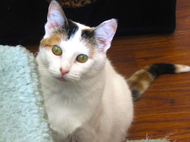 Cameo, an adoptable Calico in Wild Rose, WI_image-2