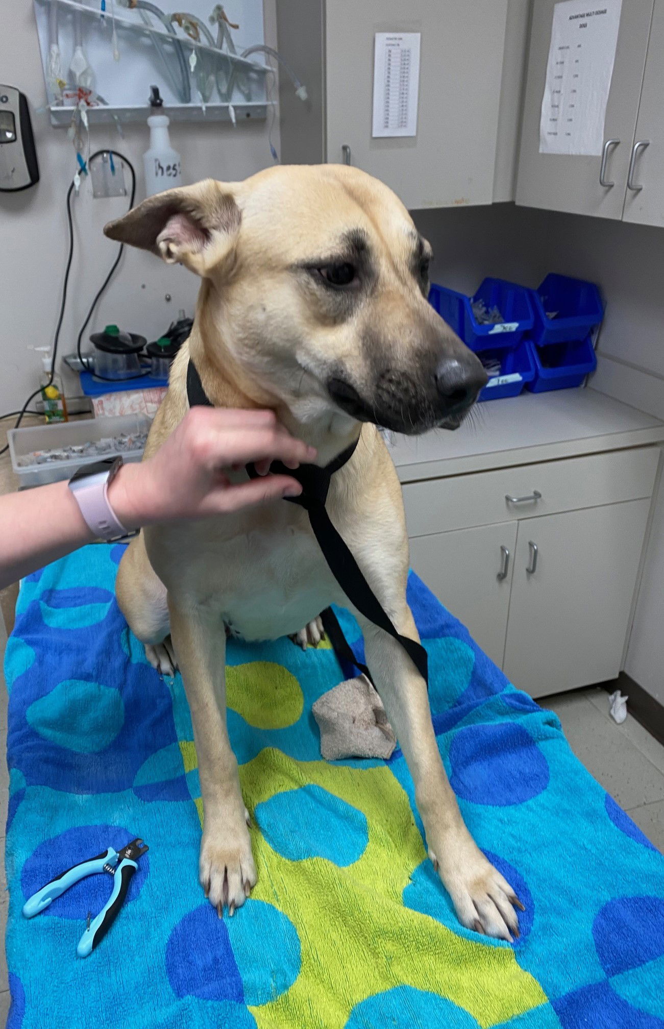 Mama, an adoptable Black Mouth Cur in The Woodlands, TX, 77393 | Photo Image 1