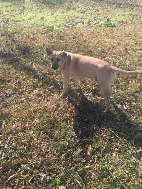 Mama, an adoptable Black Mouth Cur in The Woodlands, TX, 77393 | Photo Image 2