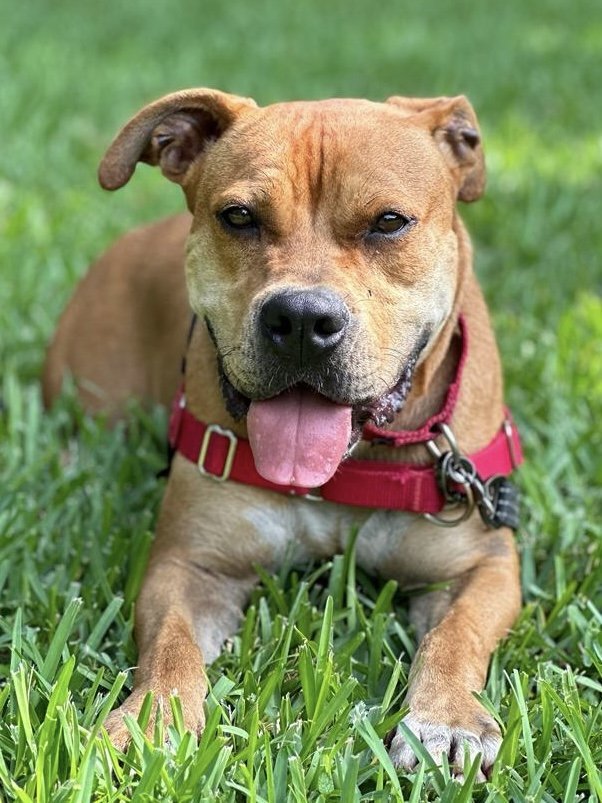 Dante, an adoptable Terrier in Miami, FL, 33158 | Photo Image 1