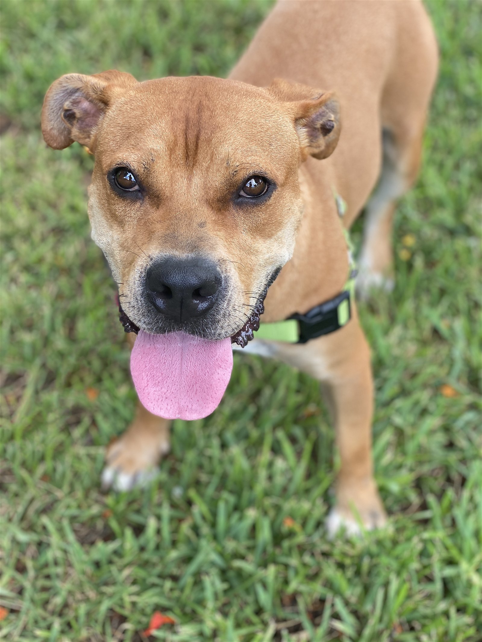 Dante, an adoptable Terrier in Miami, FL, 33158 | Photo Image 2