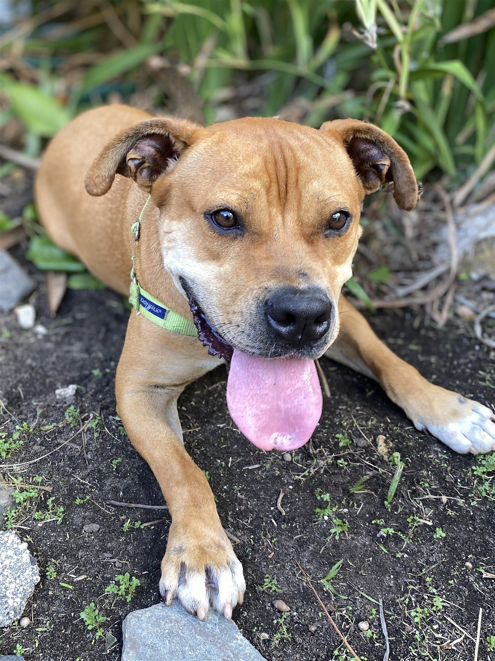 Dante, an adoptable Terrier in Miami, FL, 33158 | Photo Image 3
