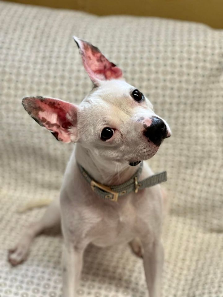 Pictures of boston terrier best sale chihuahua mix