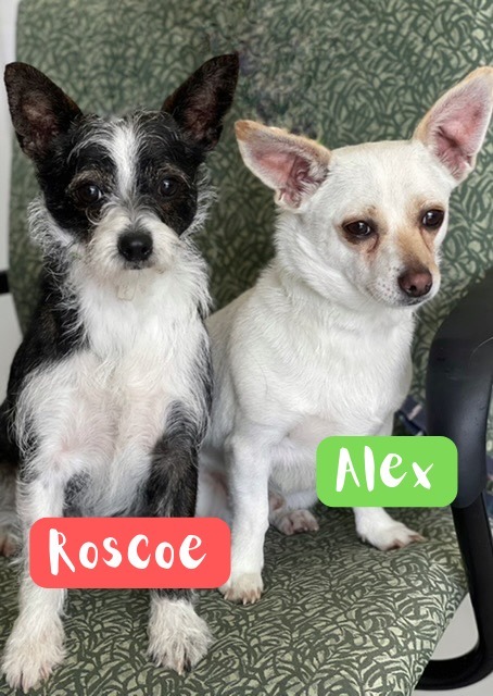 Alex / Roscoe