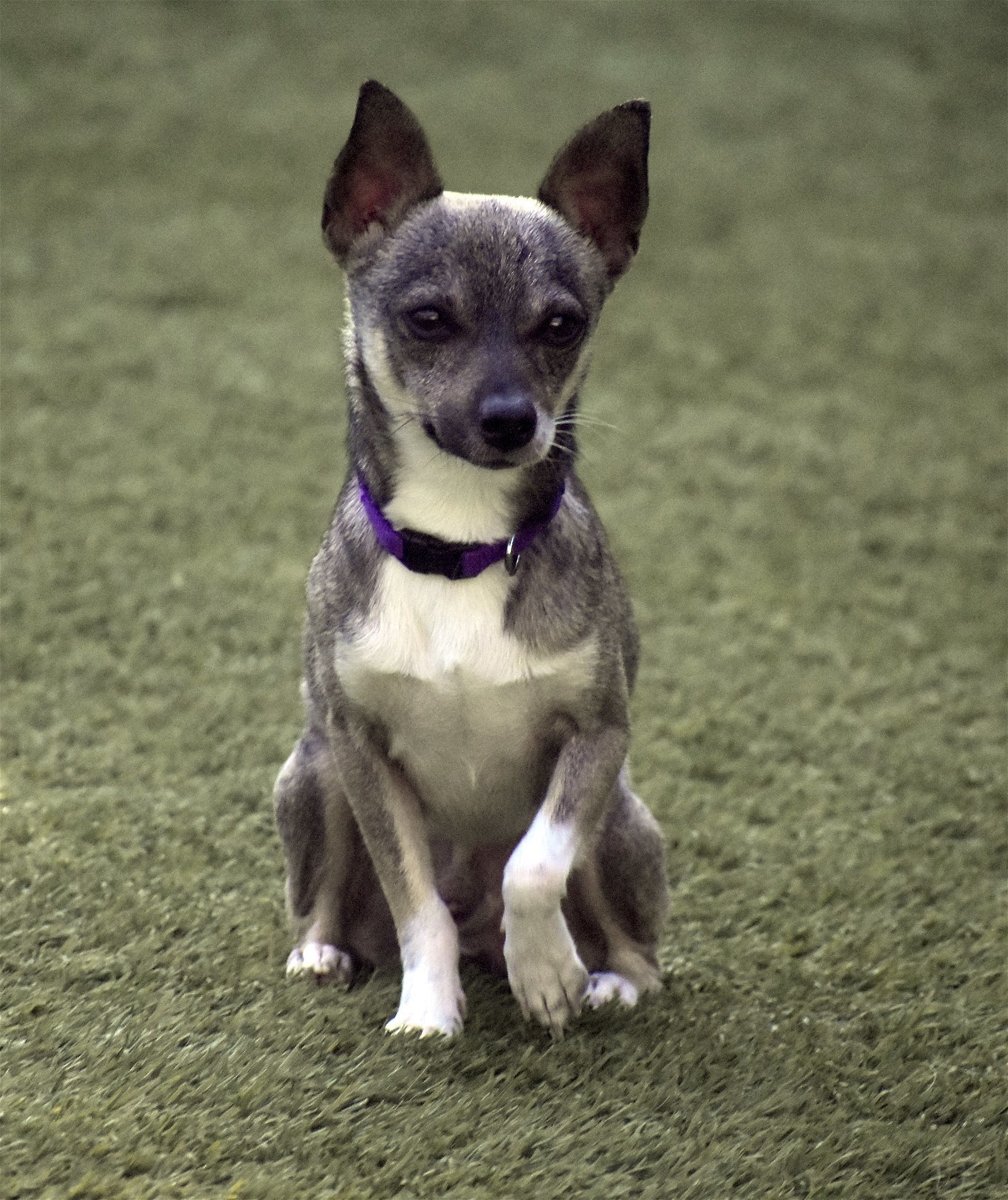 Ryan, an adoptable Chihuahua in Sarasota, FL, 34231 | Photo Image 1