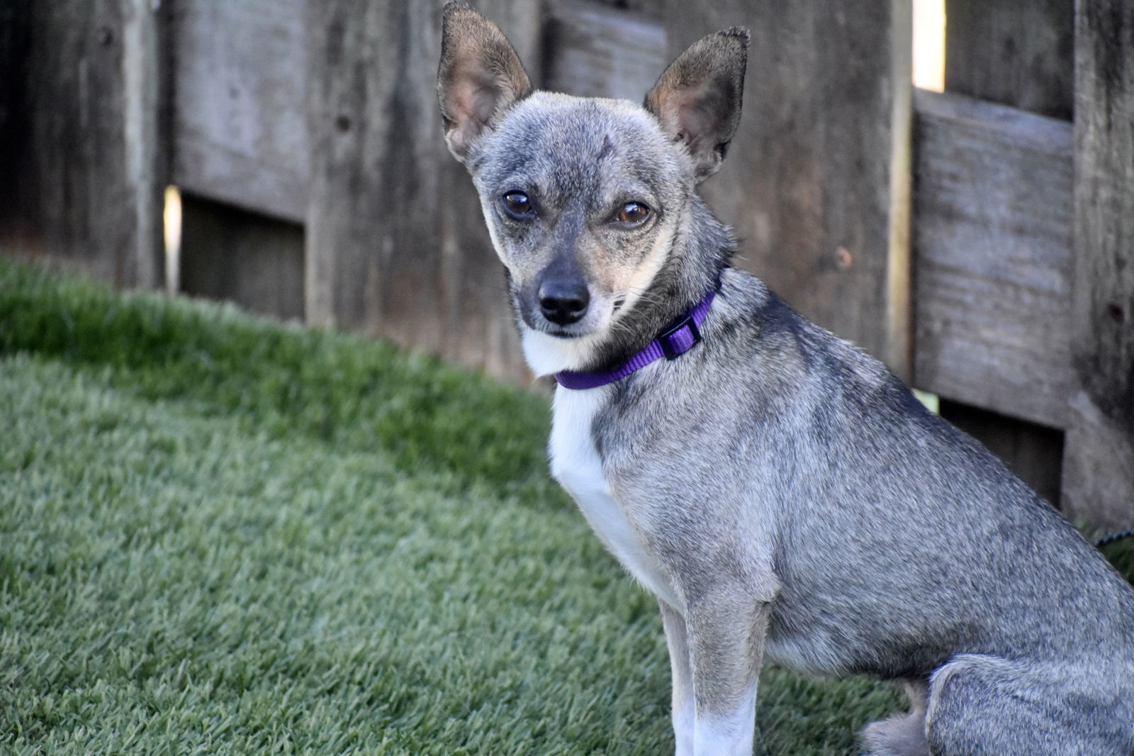 Ryan, an adoptable Chihuahua in Sarasota, FL, 34231 | Photo Image 2