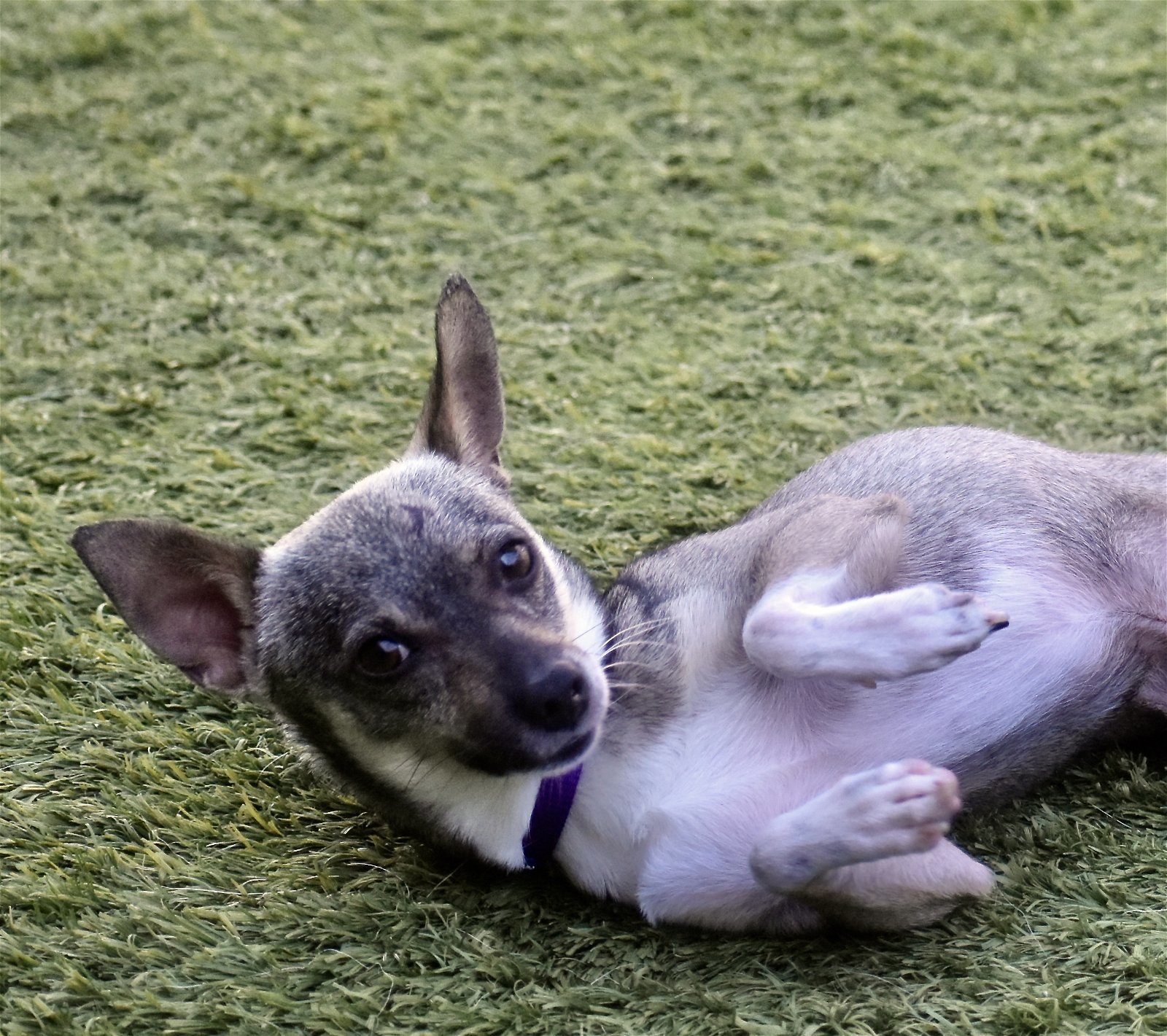 Ryan, an adoptable Chihuahua in Sarasota, FL, 34231 | Photo Image 3