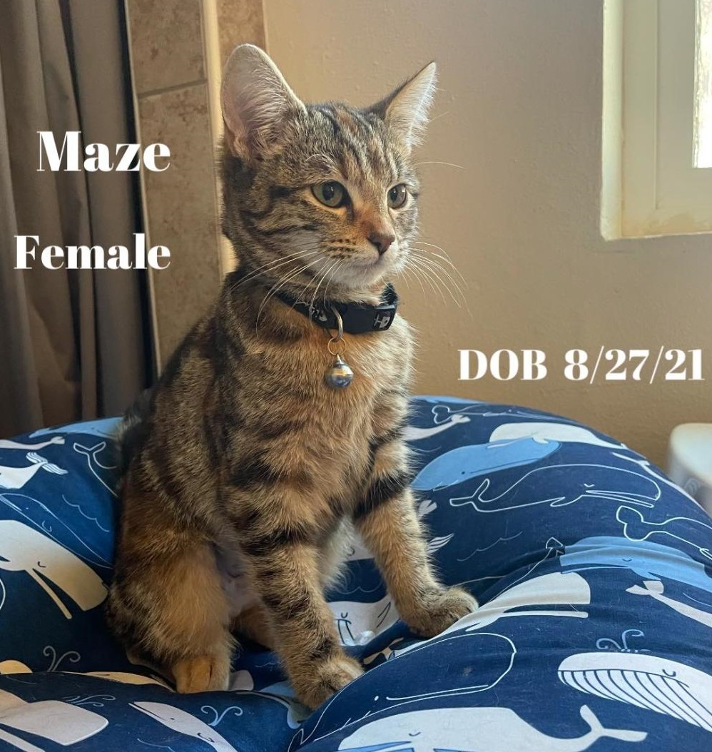 Maze, an adoptable Torbie, Domestic Short Hair in Las Cruces, NM, 88001 | Photo Image 2