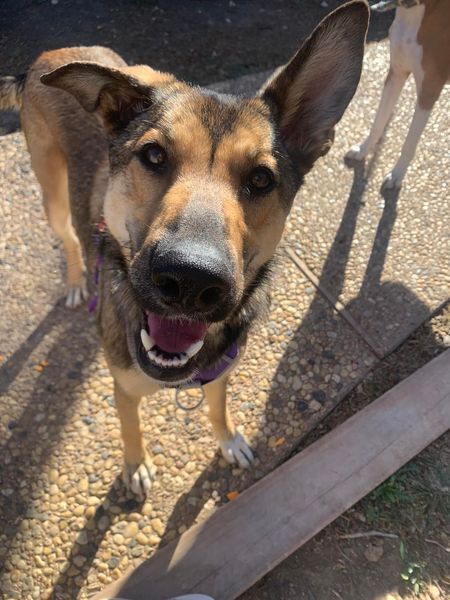 Millie, an adoptable German Shepherd Dog in San Angelo , TX, 76904 | Photo Image 2