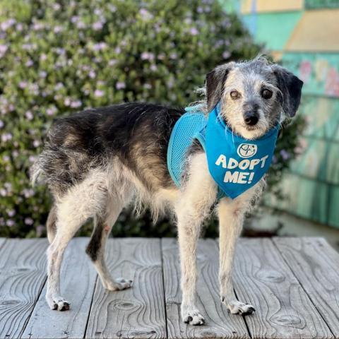 Pierre, an adoptable Jack Russell Terrier, Italian Greyhound in Pacific Grove, CA, 93950 | Photo Image 1