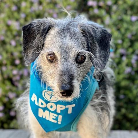 Pierre, an adoptable Jack Russell Terrier, Italian Greyhound in Pacific Grove, CA, 93950 | Photo Image 2