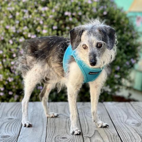 Pierre, an adoptable Jack Russell Terrier, Italian Greyhound in Pacific Grove, CA, 93950 | Photo Image 4