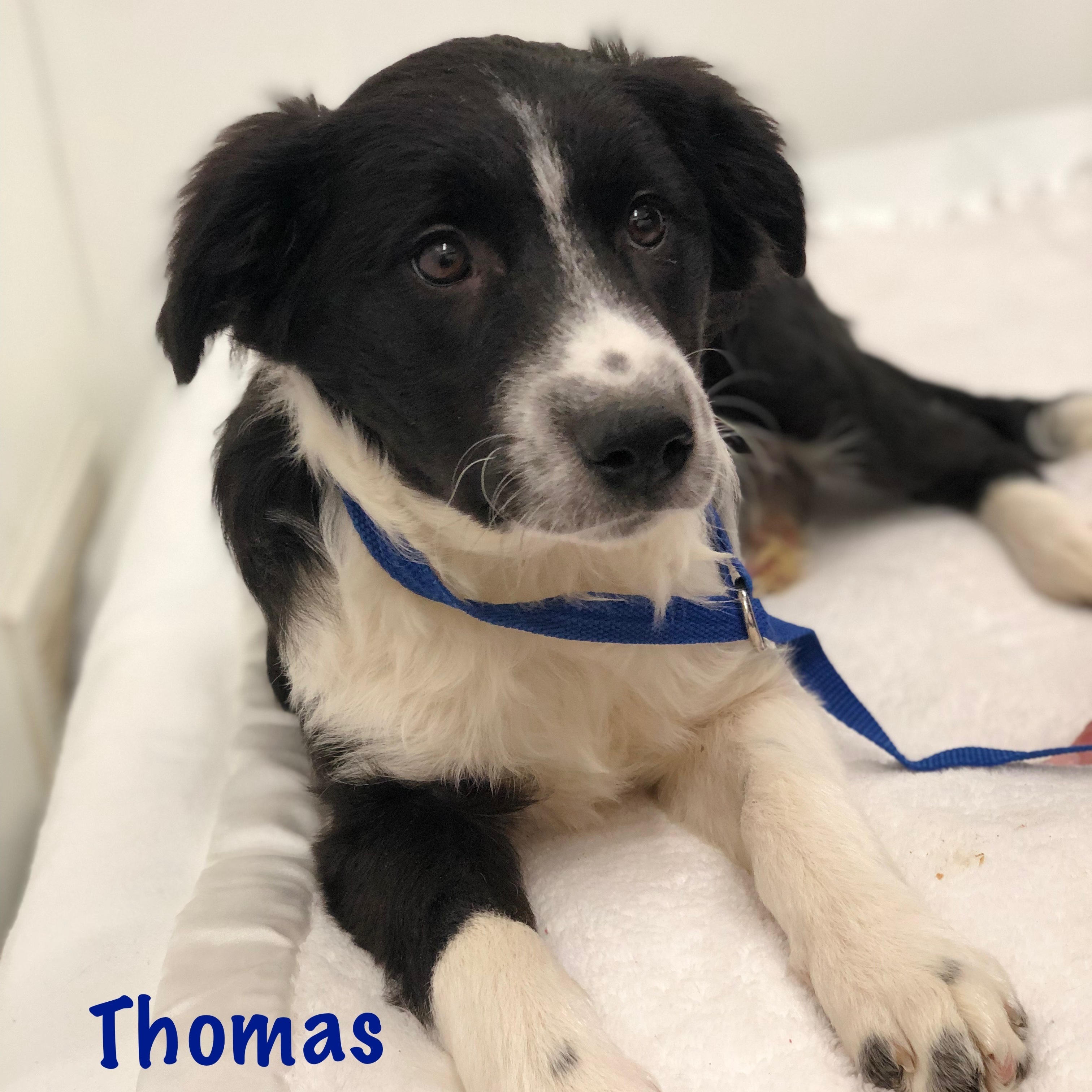 Thomas, an adoptable Border Collie, Mixed Breed in Jacksonville, IL, 62650 | Photo Image 2