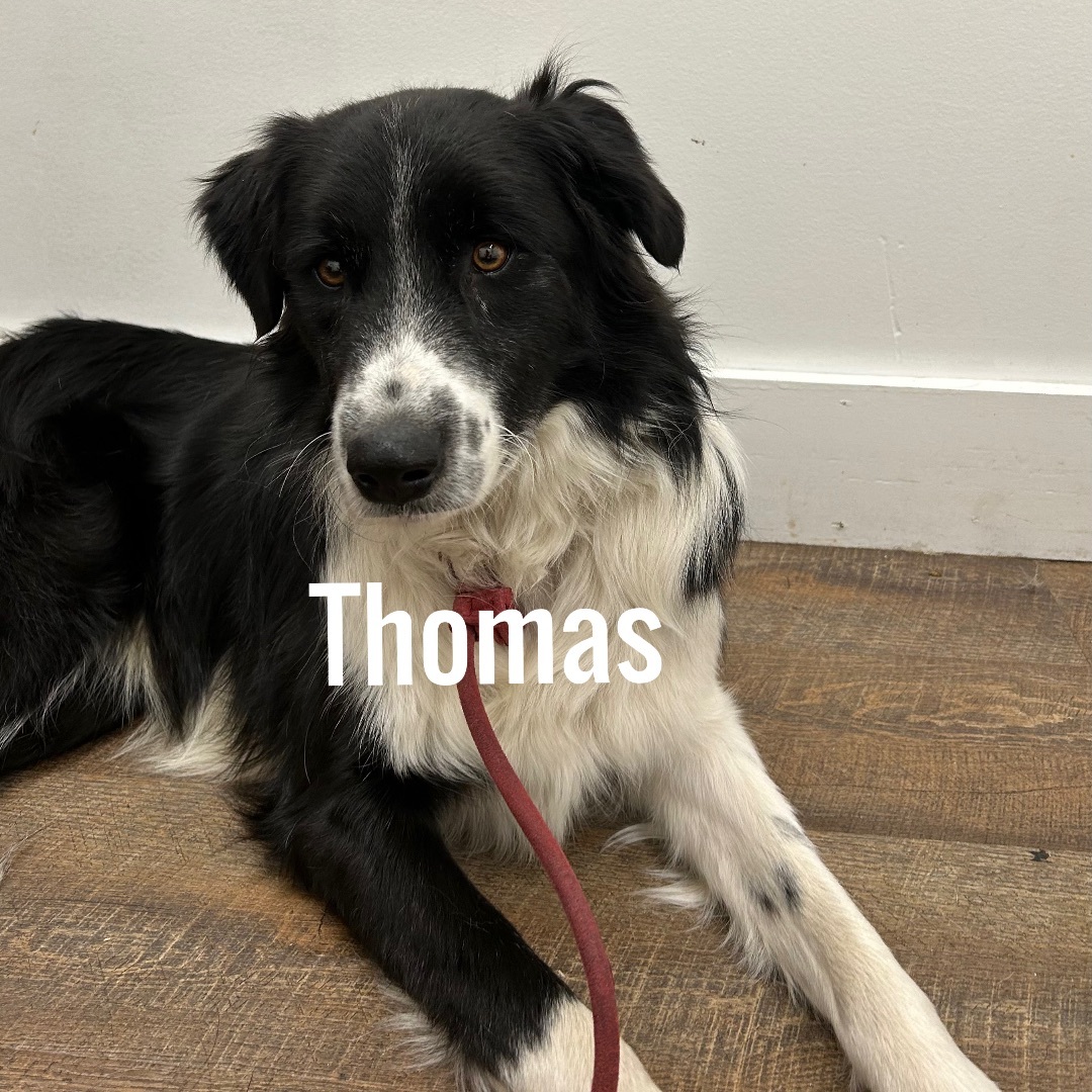 Thomas, an adoptable Border Collie, Mixed Breed in Jacksonville, IL, 62650 | Photo Image 1