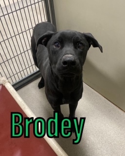 Brodey 120486