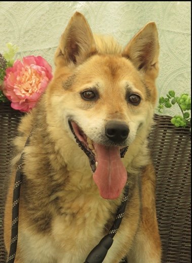 Buster, an adoptable Norwegian Elkhound in Marble, NC, 28905 | Photo Image 1