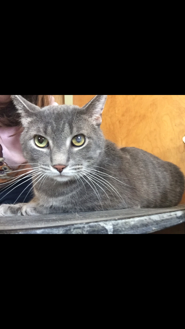 Grey guy, an adoptable Domestic Short Hair in Olean , NY, 14760 | Photo Image 2