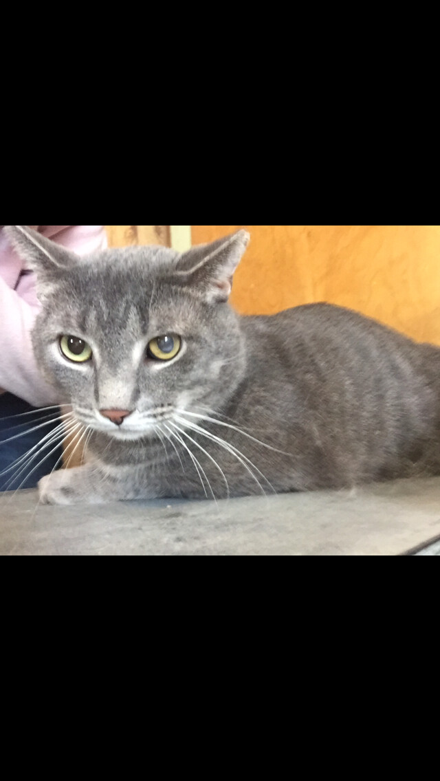 Grey guy, an adoptable Domestic Short Hair in Olean , NY, 14760 | Photo Image 3