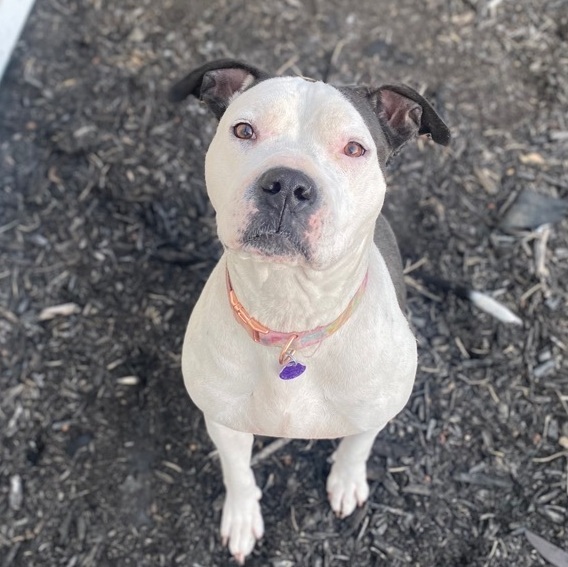Pickles - I'm Kind of a Big Dill!, an adoptable American Bully, Pit Bull Terrier in Omaha, NE, 68130 | Photo Image 1