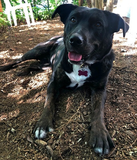 Cindy, an adoptable Border Collie, Pit Bull Terrier in Portland, OR, 97221 | Photo Image 2