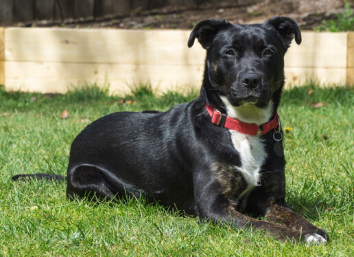 Cindy, an adoptable Border Collie, Pit Bull Terrier in Portland, OR, 97221 | Photo Image 4