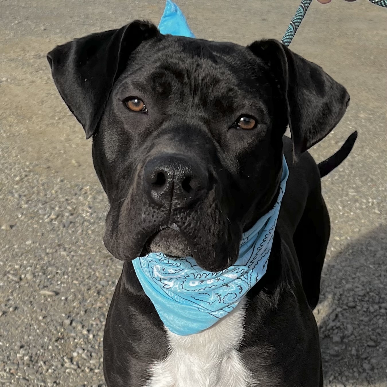 ROOFUS, an adoptable Pit Bull Terrier in Woodland, CA, 95695 | Photo Image 1