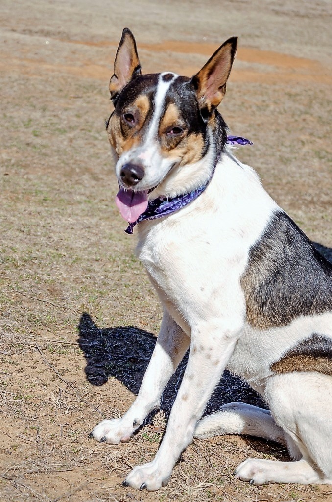 Paloma, an adoptable Australian Cattle Dog / Blue Heeler, Collie in Arlington, TX, 76013 | Photo Image 2