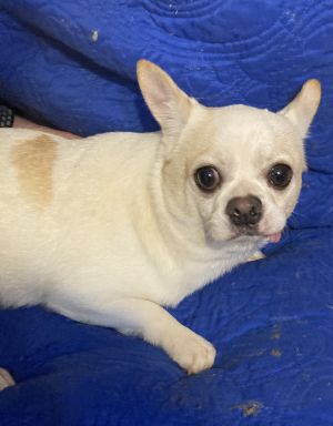 Milo, Adult Male Chihuahua
