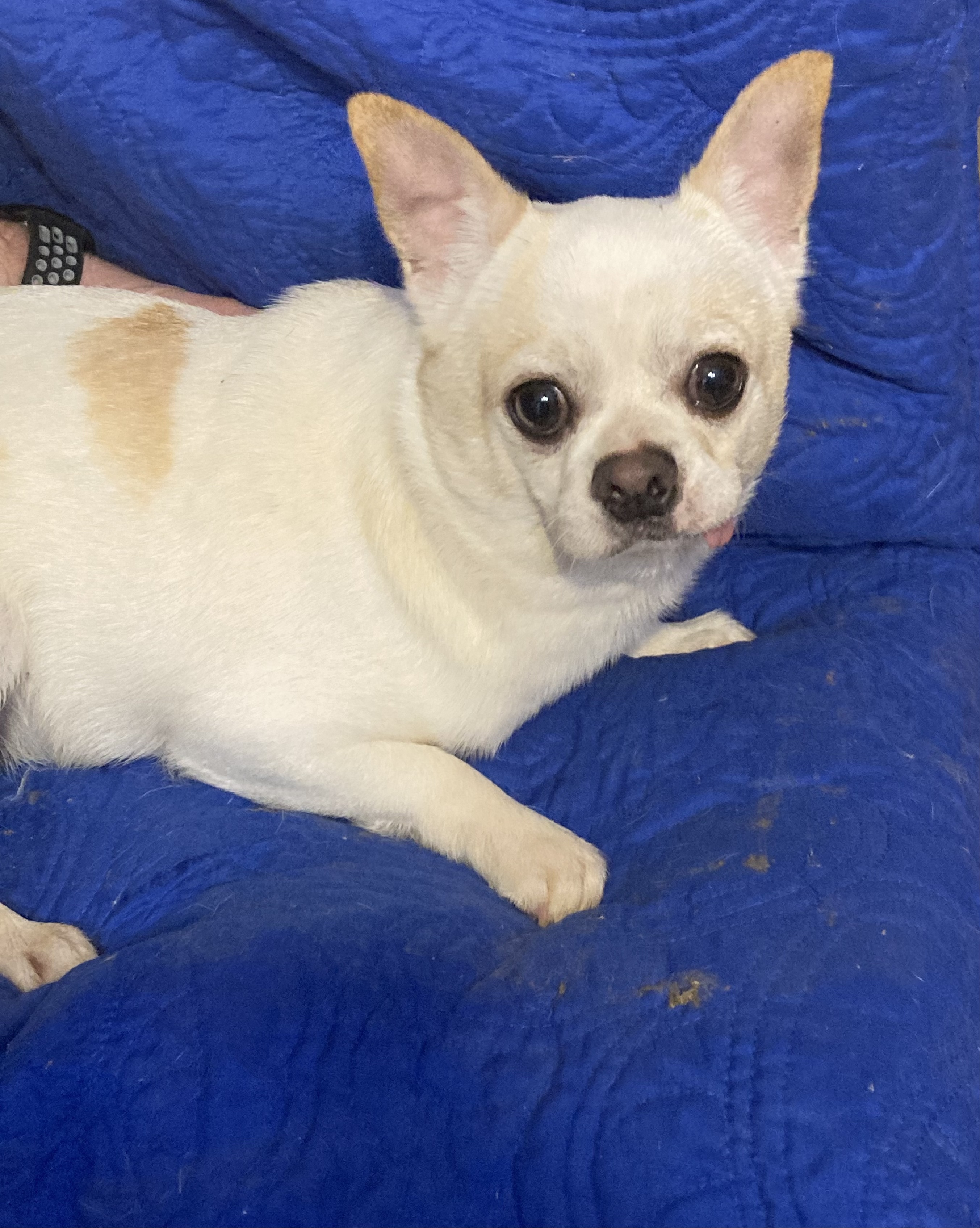 Milo, an adoptable Chihuahua in Walker, LA, 70785 | Photo Image 2