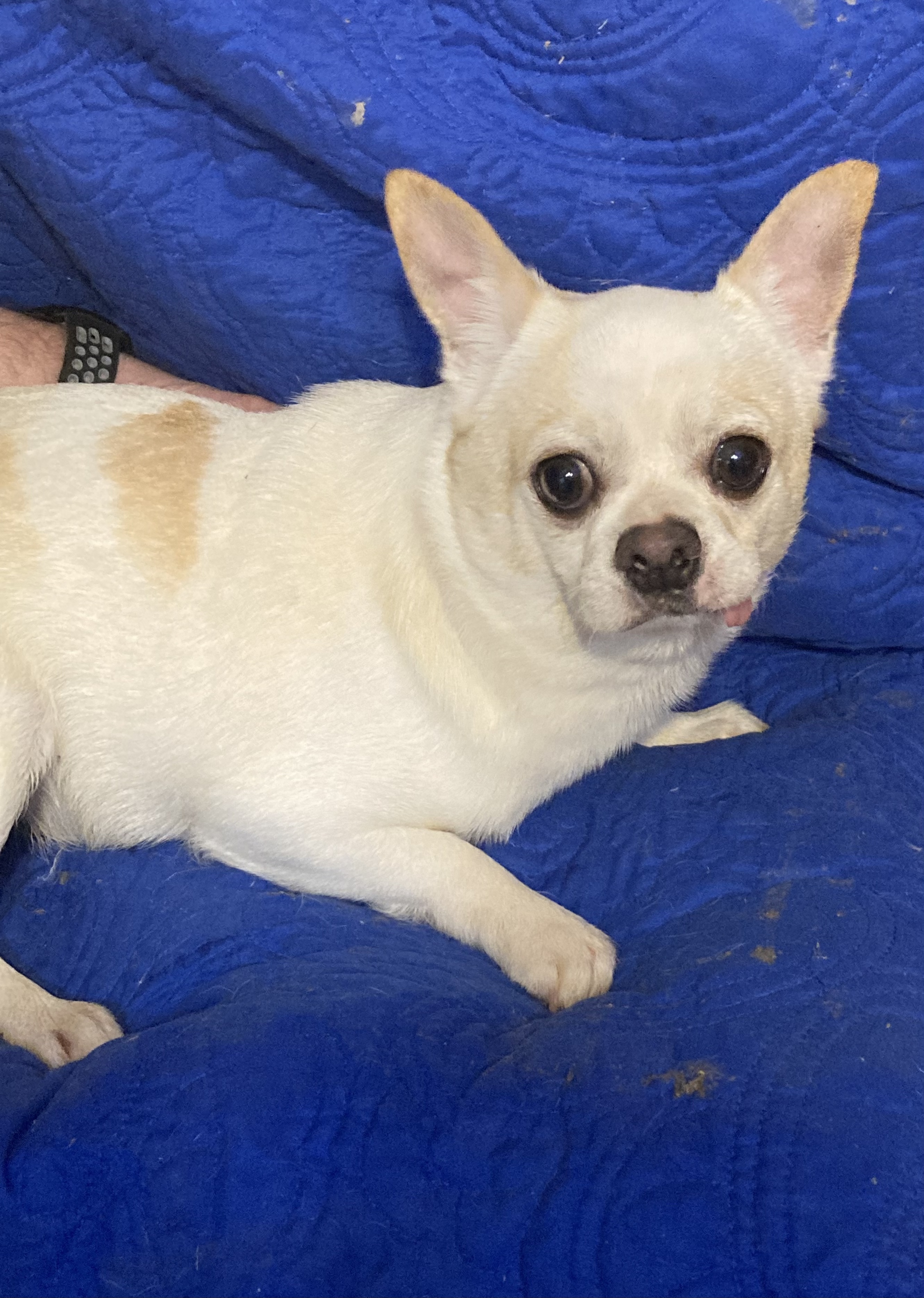 Milo, an adoptable Chihuahua in Walker, LA, 70785 | Photo Image 3