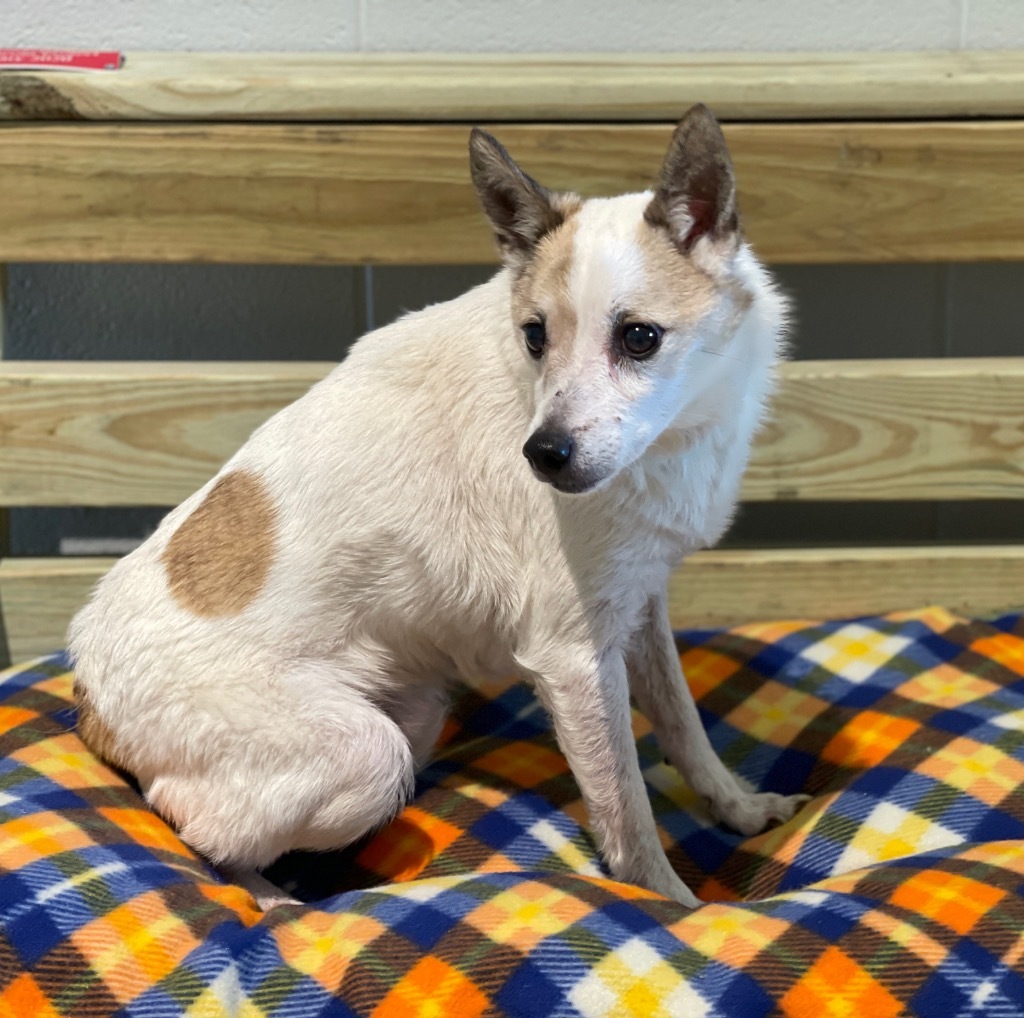 Bart, an adoptable Jack Russell Terrier, Cattle Dog in Dalton, GA, 30721 | Photo Image 1
