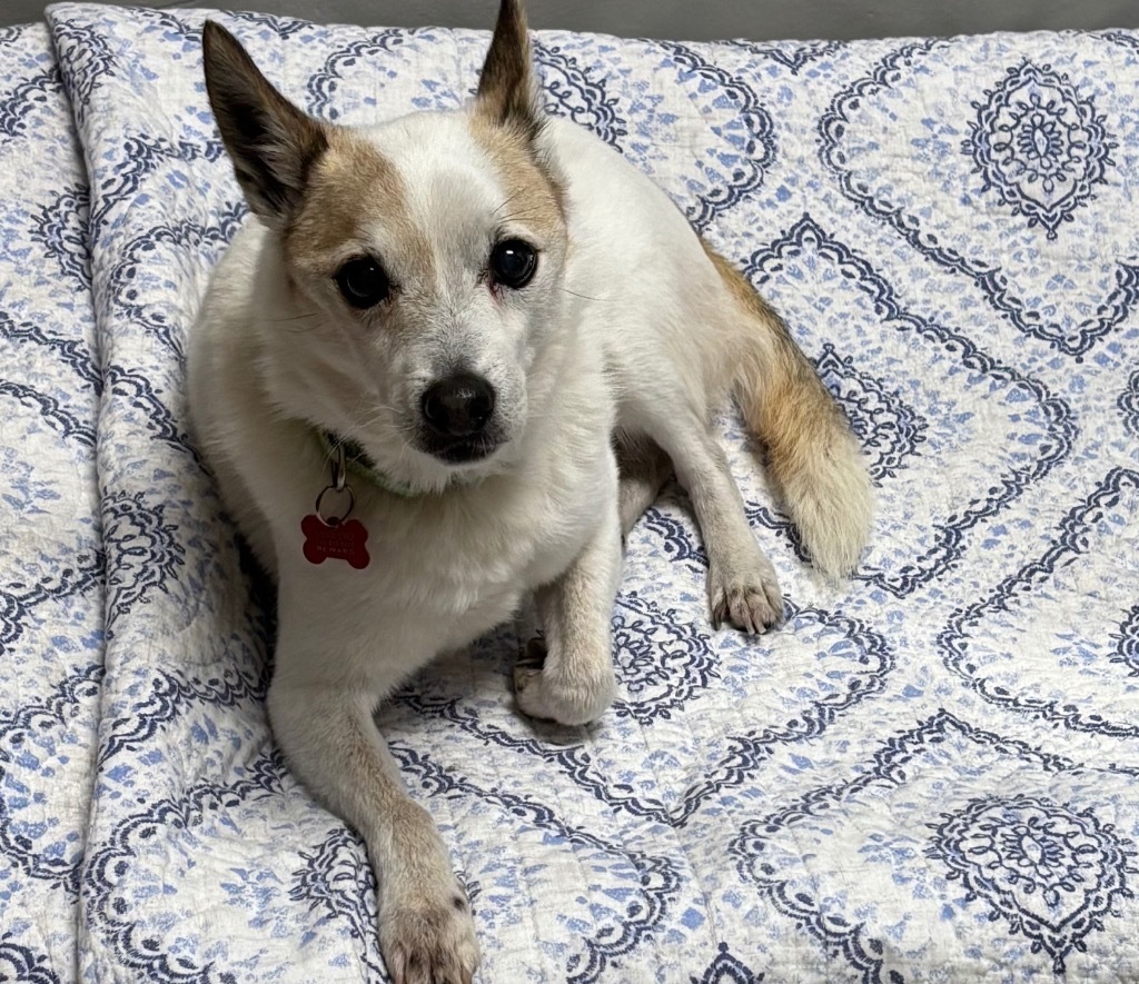 Bart, an adoptable Jack Russell Terrier, Cattle Dog in Dalton, GA, 30721 | Photo Image 1