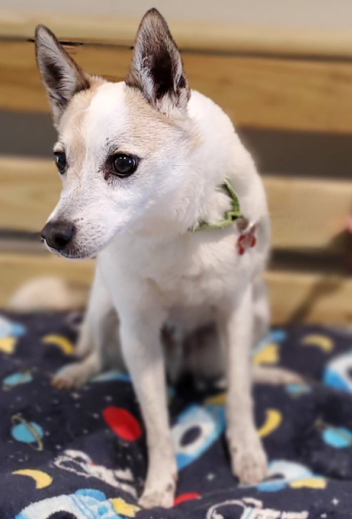 Bart, an adoptable Jack Russell Terrier, Cattle Dog in Dalton, GA, 30721 | Photo Image 2