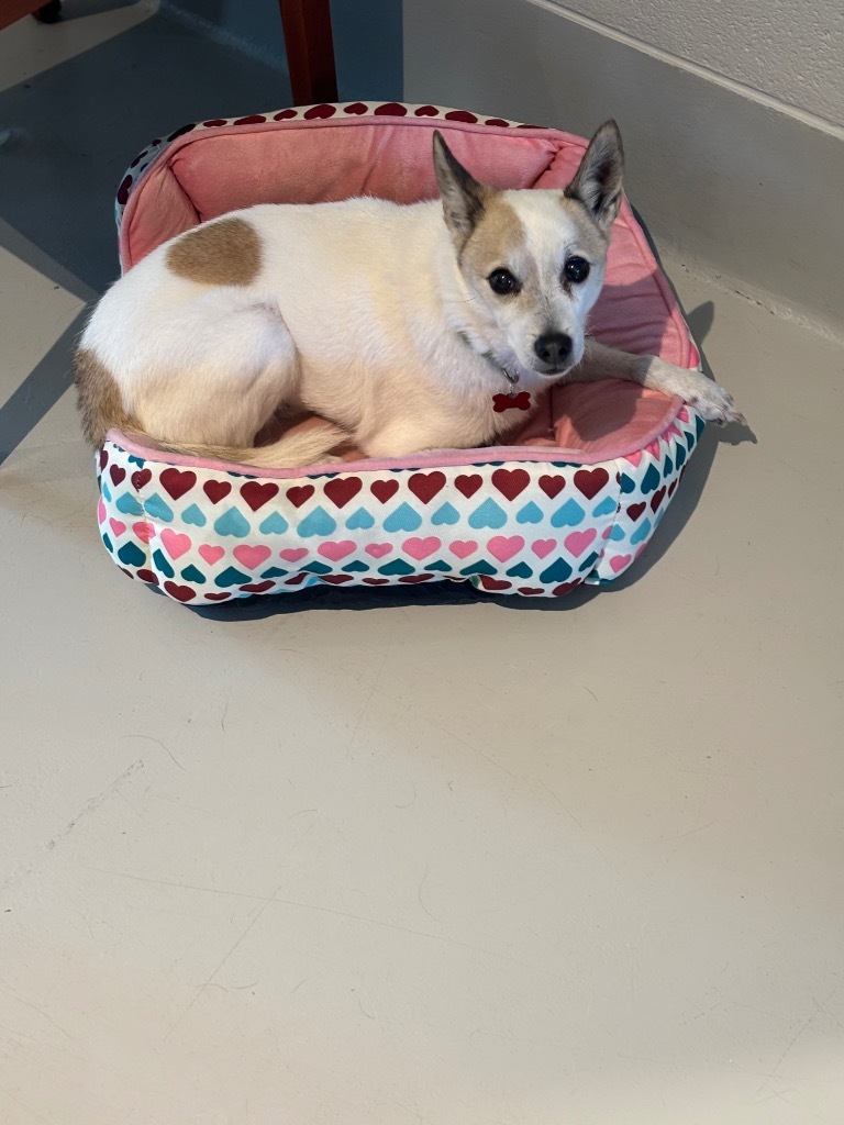 Bart, an adoptable Jack Russell Terrier, Cattle Dog in Dalton, GA, 30721 | Photo Image 3