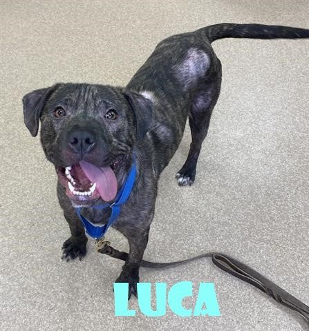 LUCA