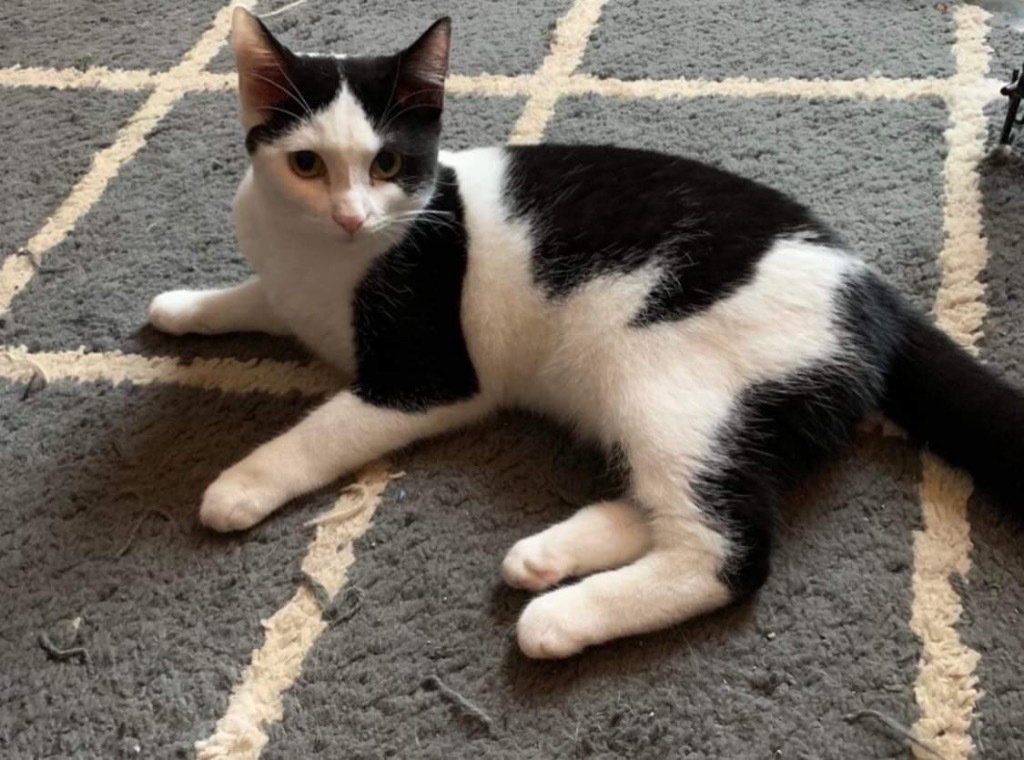 Harmony, an adoptable Domestic Short Hair in Westfield, NY, 14787 | Photo Image 1