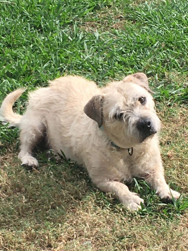 Wheaten terrier best sale dachshund mix