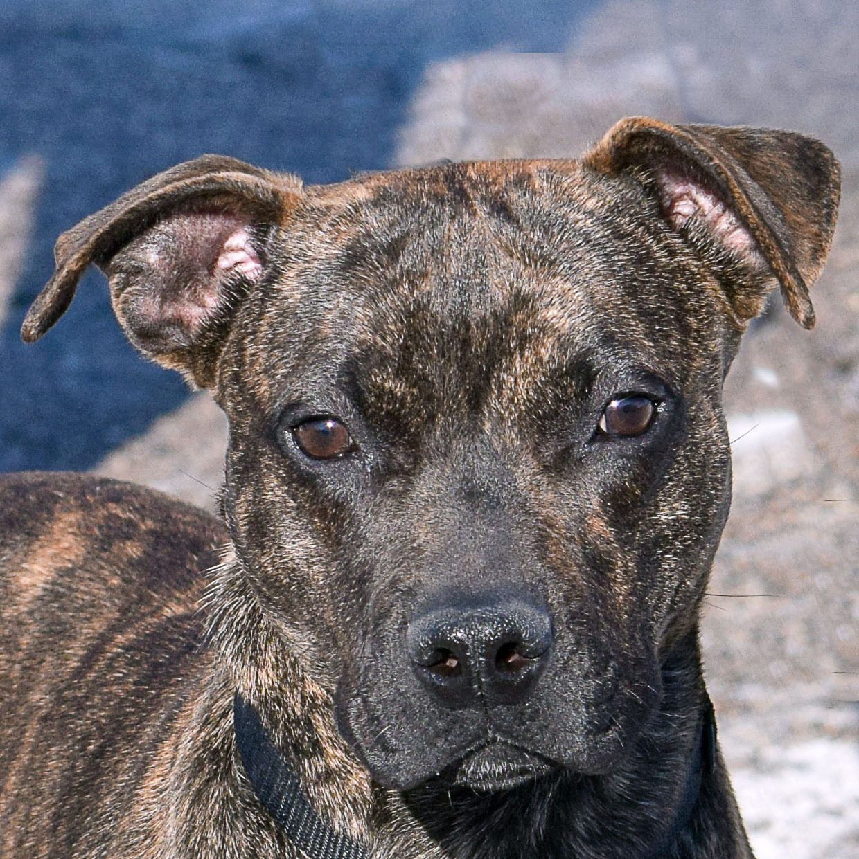 Stella Rose, an adoptable American Staffordshire Terrier, Boxer in Huntley, IL, 60142 | Photo Image 1