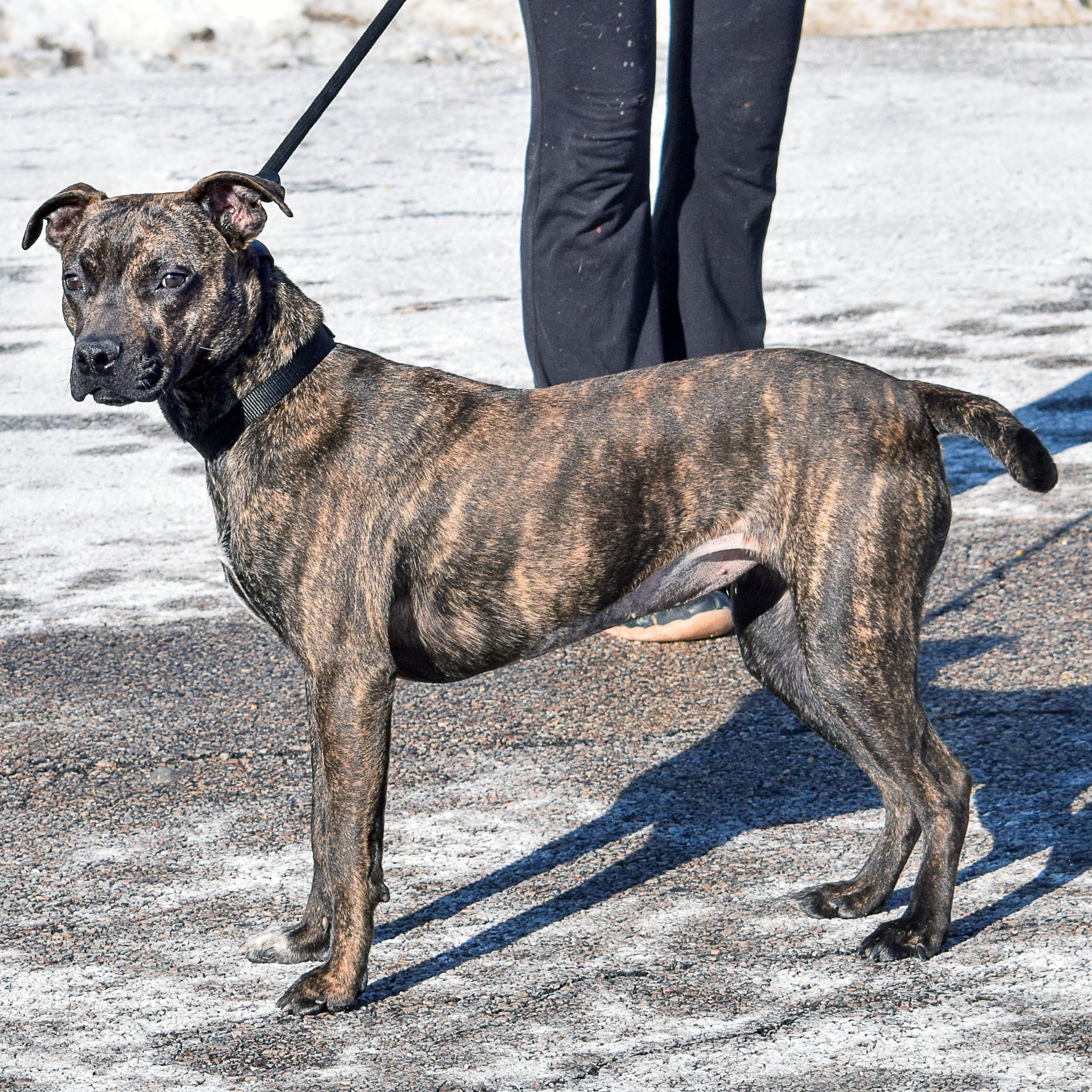 Stella Rose, an adoptable American Staffordshire Terrier, Boxer in Huntley, IL, 60142 | Photo Image 2