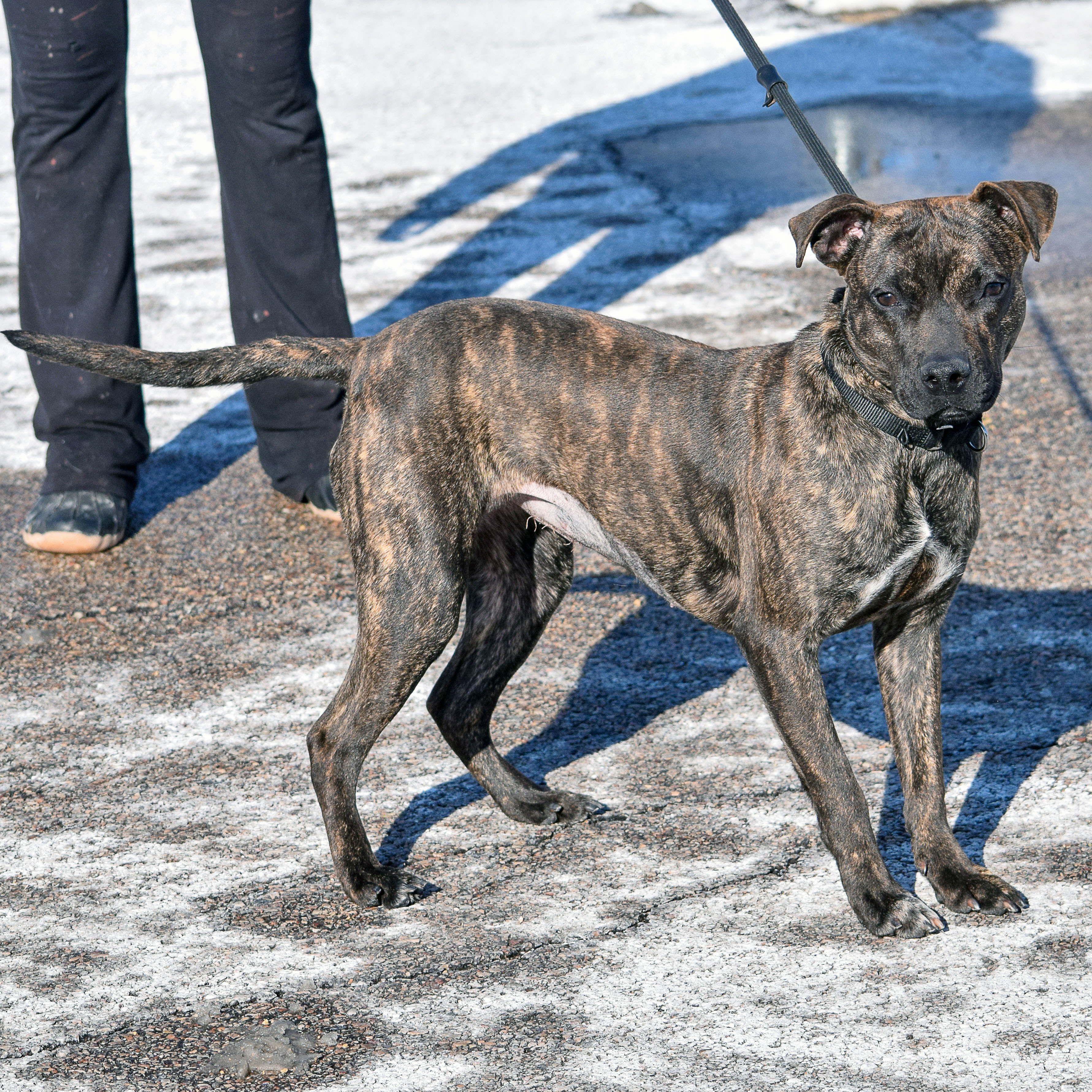 Stella Rose, an adoptable American Staffordshire Terrier, Boxer in Huntley, IL, 60142 | Photo Image 3