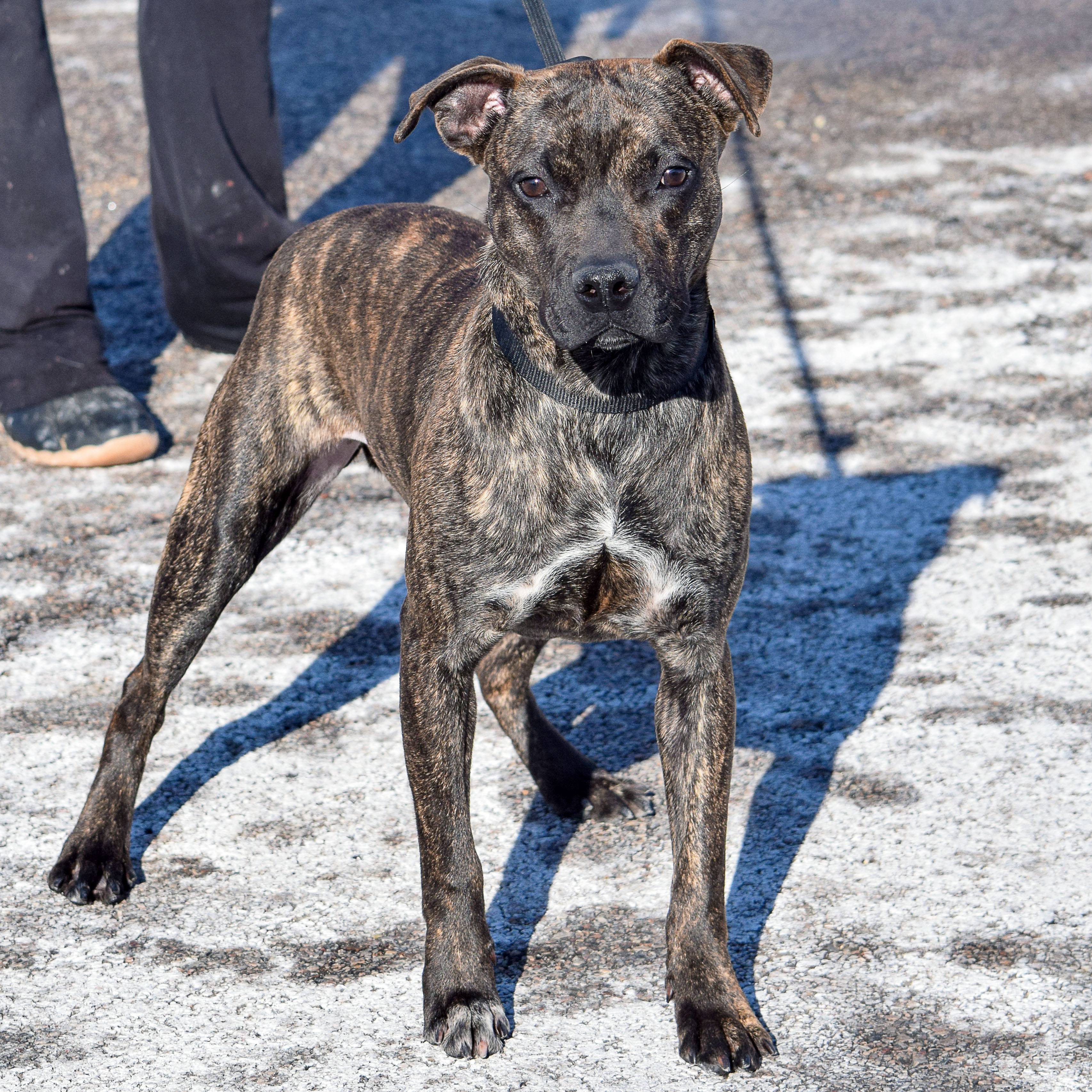 Stella Rose, an adoptable American Staffordshire Terrier, Boxer in Huntley, IL, 60142 | Photo Image 4