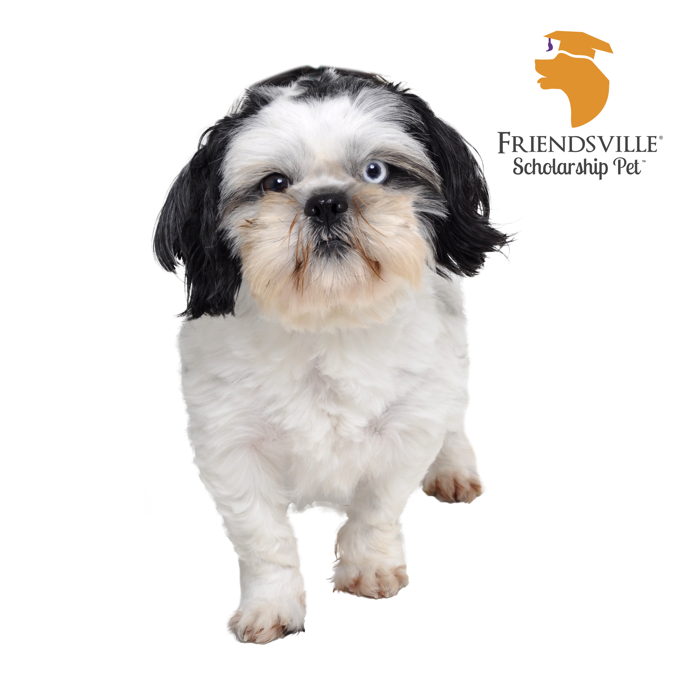 Orson, an adoptable Shih Tzu in Friendsville, TN, 37737 | Photo Image 2