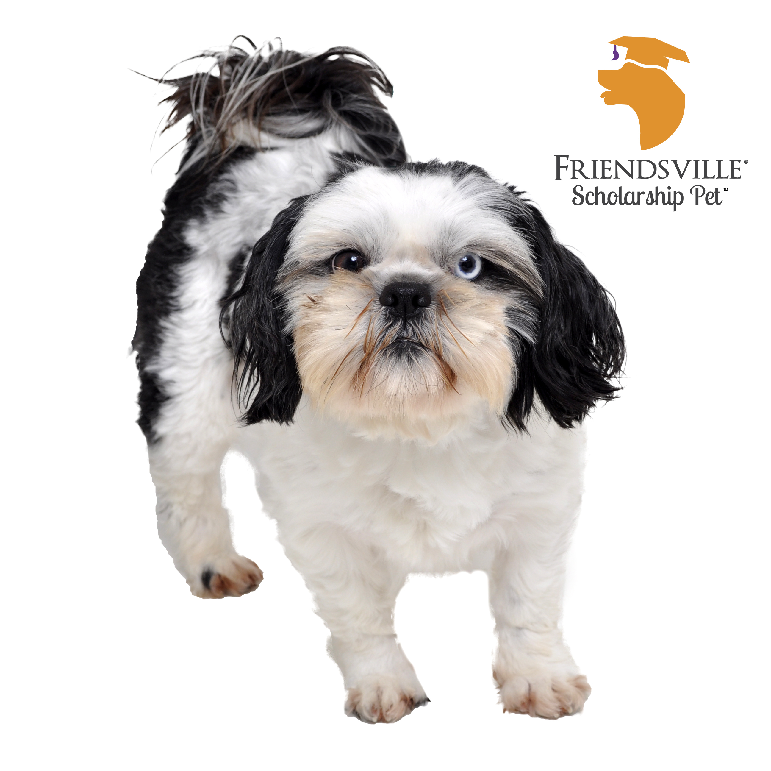 Orson, an adoptable Shih Tzu in Friendsville, TN, 37737 | Photo Image 3