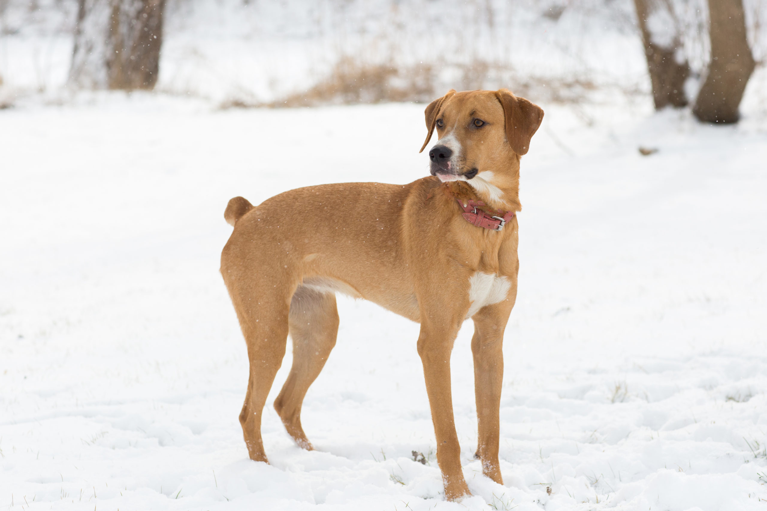 Lola, an adoptable Hound, Mixed Breed in Duart, ON, N0L 1H0 | Photo Image 1