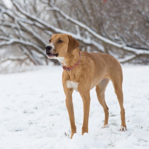Lola, an adoptable Hound, Mixed Breed in Duart, ON, N0L 1H0 | Photo Image 2